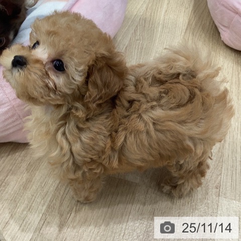 トイ・プードルの写真