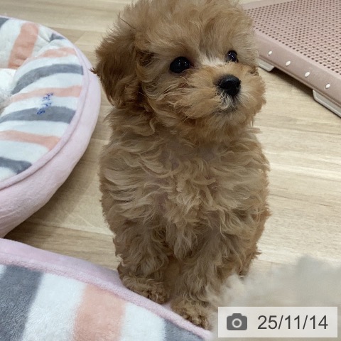 トイ・プードルの写真