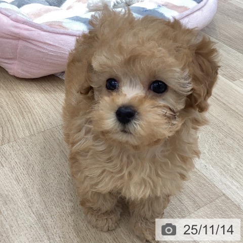 トイ・プードルの写真