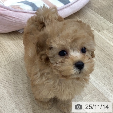 トイ・プードルの写真