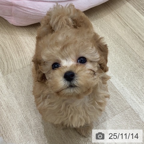 トイ・プードルの写真