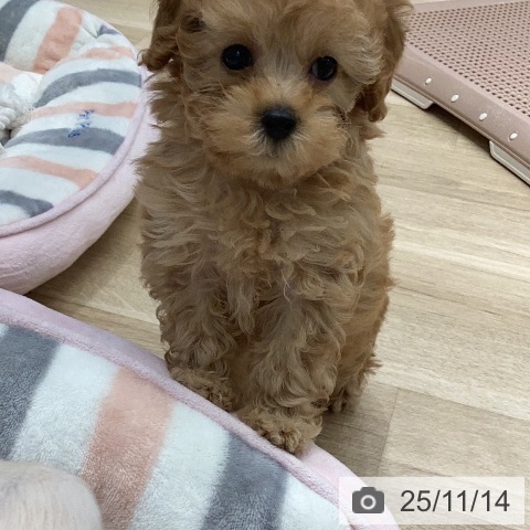 トイ・プードルの写真