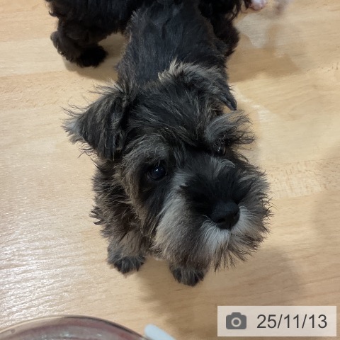 ミニチュア・シュナウザーの写真