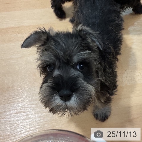 ミニチュア・シュナウザーの写真