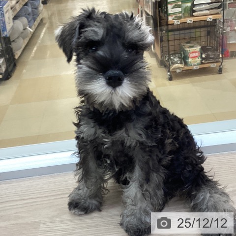 愛知県のミニチュアシュナウザー (ペットプラス イオンモール豊川店/2025年9月13日生まれ/男の子/ソルトペッパー)の子犬の4枚目の画像