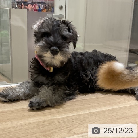 愛知県のミニチュアシュナウザー (ペットプラス イオンモール豊川店/2025年9月13日生まれ/男の子/ソルトペッパー)の子犬の4枚目の画像