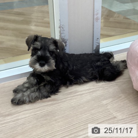 愛知県のミニチュアシュナウザー (ペットプラス イオンモール豊川店/2025年9月13日生まれ/男の子/ソルトペッパー)の子犬の3枚目の画像