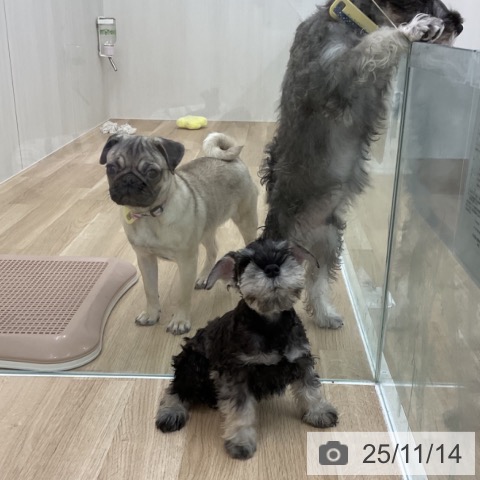 ミニチュア・シュナウザーの写真