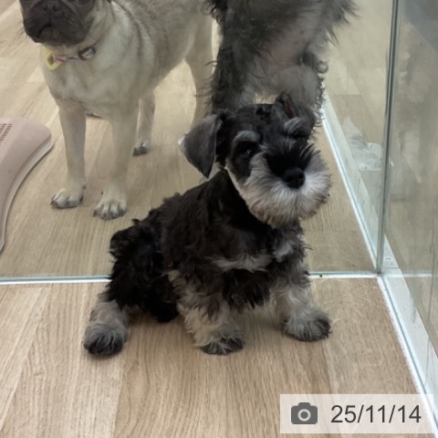 ミニチュア・シュナウザーの写真