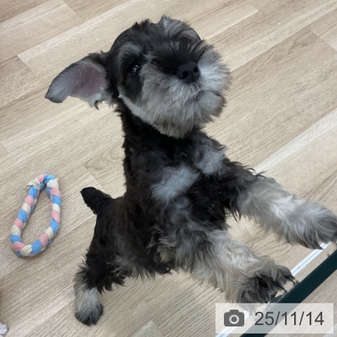 ミニチュア・シュナウザーの写真