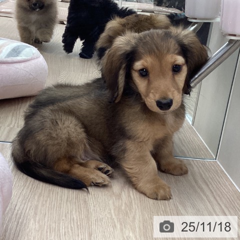 ミニチュア・ダックスフンドの写真