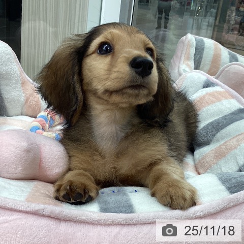 ミニチュア・ダックスフンドの写真