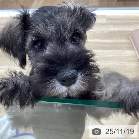 愛知県のミニチュアシュナウザー (ペットプラス 豊橋牧野店/2025年9月13日生まれ/男の子/ソルトペッパー)の子犬の4枚目の画像