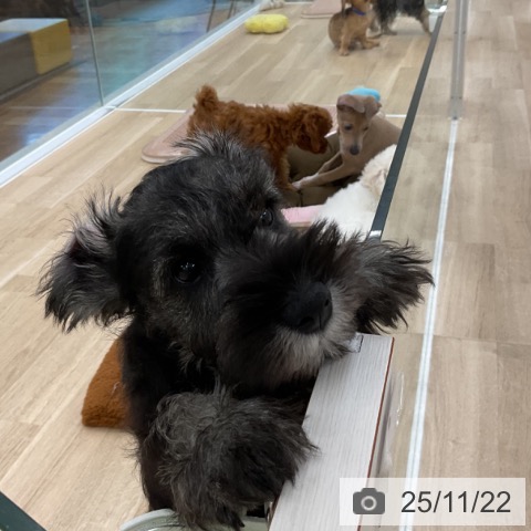 愛知県のミニチュアシュナウザー (ペットプラス 豊橋牧野店/2025年9月13日生まれ/男の子/ソルトペッパー)の子犬の3枚目の画像