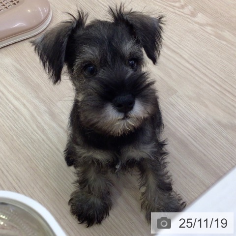 富山県のミニチュアシュナウザー (ペットプラス となみ店/2025年9月13日生まれ/男の子/ソルトペッパー)の子犬の4枚目の画像