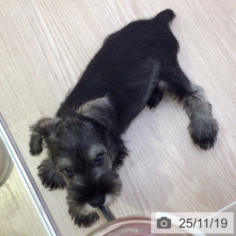 富山県のミニチュアシュナウザー (ペットプラス となみ店/2025年9月13日生まれ/男の子/ソルトペッパー)の子犬の3枚目の画像