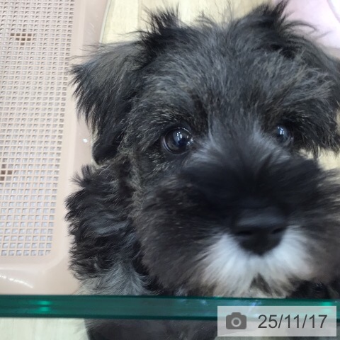 ミニチュア・シュナウザーの写真