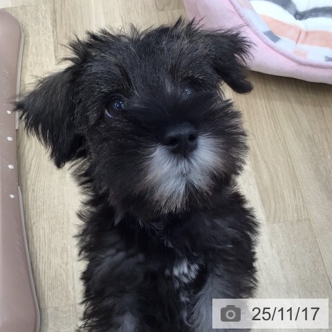 ミニチュア・シュナウザーの写真