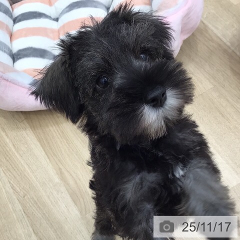 ミニチュア・シュナウザーの写真