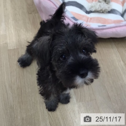 ミニチュア・シュナウザーの写真