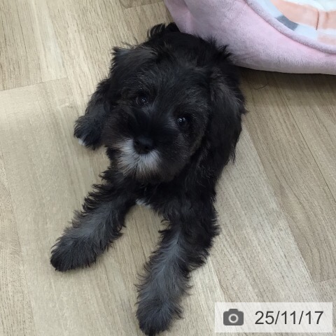 ミニチュア・シュナウザーの写真