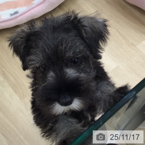 ミニチュア・シュナウザーの写真