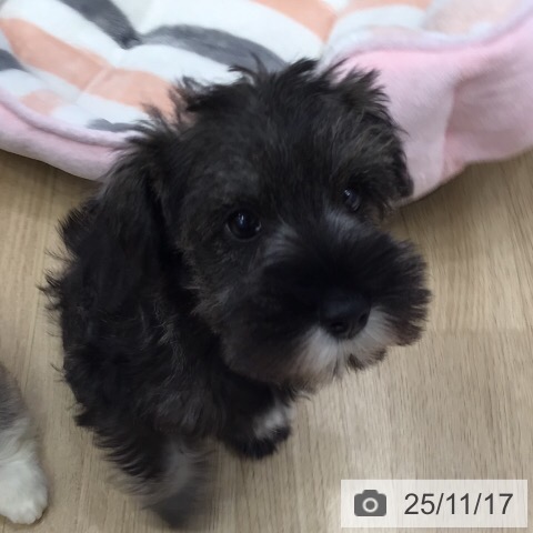 ミニチュア・シュナウザーの写真