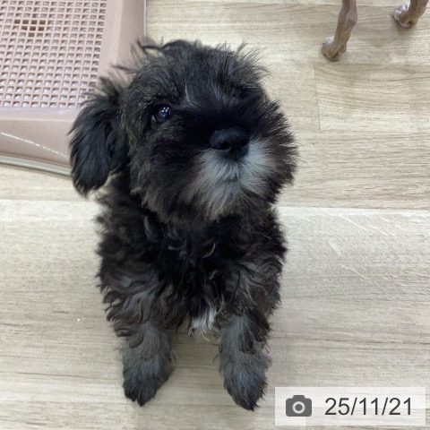 三重県のミニチュアシュナウザー (ペットプラス 津南店/2025年9月13日生まれ/女の子/ソルトペッパー)の子犬の3枚目の画像