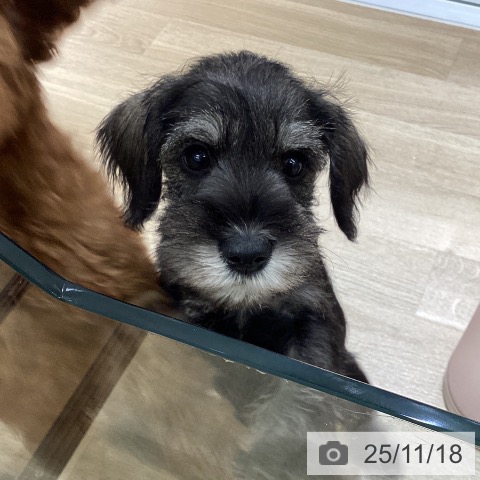 ミニチュア・シュナウザーの写真