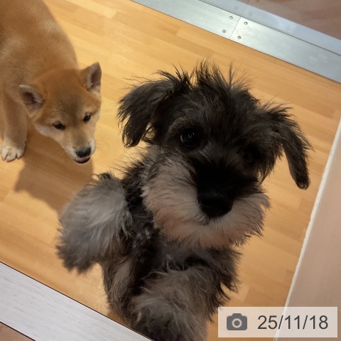 ミニチュア・シュナウザーの写真