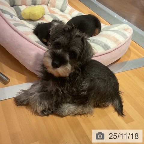 ミニチュア・シュナウザーの写真