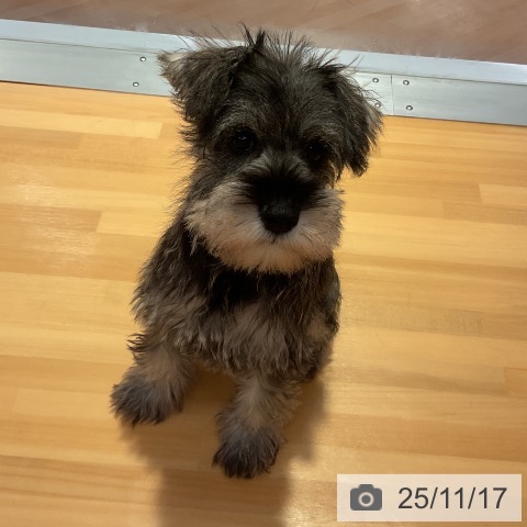 ミニチュア・シュナウザーの写真