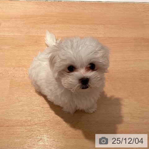 三重県のマルチーズ (ペットプラス 東員店/2025年9月15日生まれ/男の子/ホワイト)の子犬の4枚目の画像