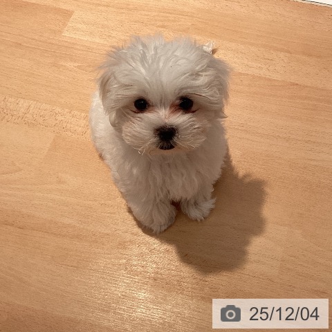 三重県のマルチーズ (ペットプラス 東員店/2025年9月15日生まれ/男の子/ホワイト)の子犬の3枚目の画像