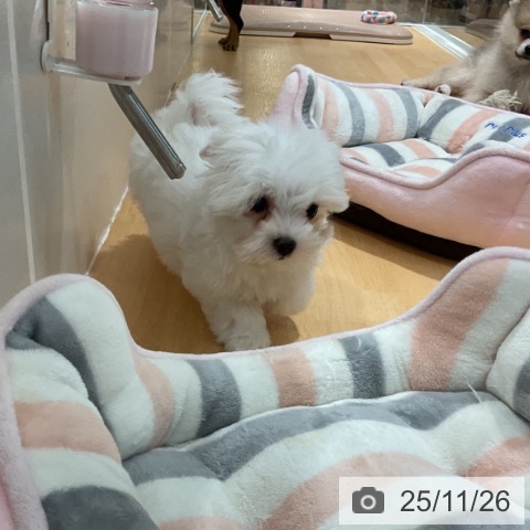 石川県のマルチーズ (ペットプラス 新小松店/2025年9月15日生まれ/女の子/ホワイト)の子犬の4枚目の画像