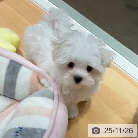 石川県のマルチーズ (ペットプラス 新小松店/2025年9月15日生まれ/女の子/ホワイト)の子犬の3枚目の画像