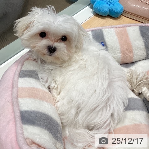 石川県のマルチーズ (ペットプラス 新小松店/2025年9月15日生まれ/女の子/ホワイト)の子犬の4枚目の画像