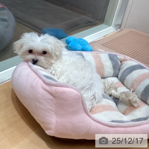 石川県のマルチーズ (ペットプラス 新小松店/2025年9月15日生まれ/女の子/ホワイト)の子犬の3枚目の画像