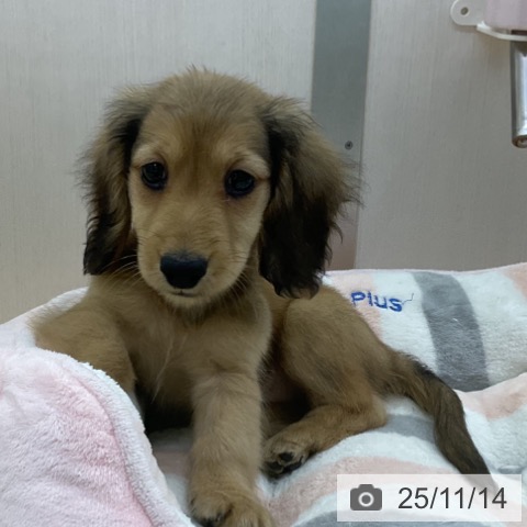 ミニチュア・ダックスフンドの写真