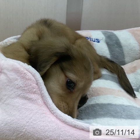 ミニチュア・ダックスフンドの写真