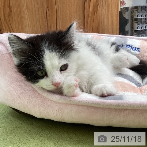 マンチカンの写真