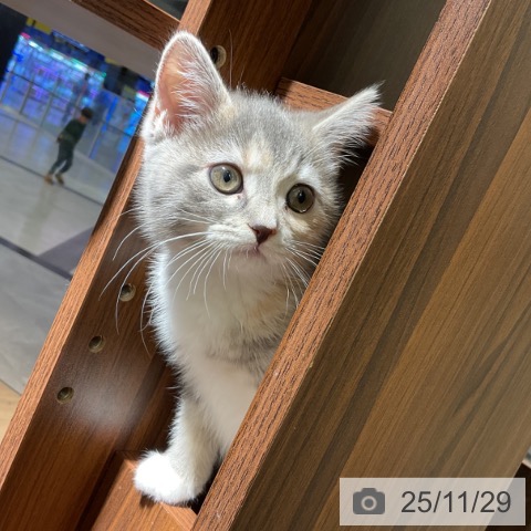 愛知県のマンチカン (ペットプラス イオンモール豊川店/2025年9月13日生まれ/女の子/ブルーパッチドタビーホワイト)の子猫の4枚目の画像