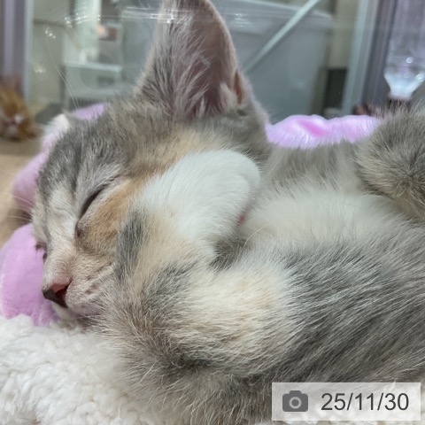 愛知県のマンチカン (ペットプラス イオンモール豊川店/2025年9月13日生まれ/女の子/ブルーパッチドタビーホワイト)の子猫の3枚目の画像