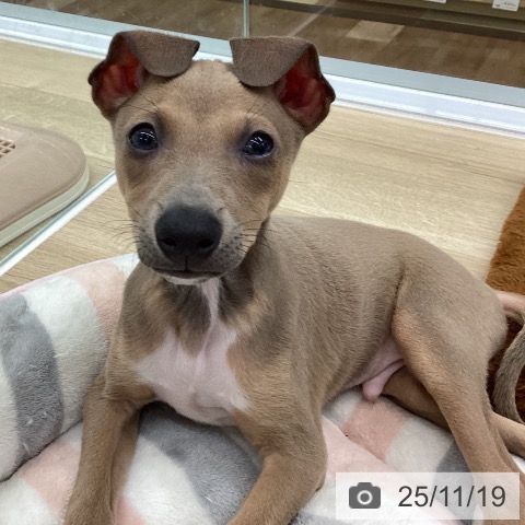 愛知県のイタリアングレーハウンド (ペットプラス 豊橋牧野店/2025年9月14日生まれ/男の子/ブルーフォーンホワイトマーキングス)の子犬の4枚目の画像