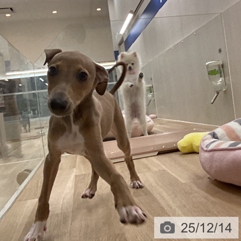 愛知県のイタリアングレーハウンド (ペットプラス 豊橋牧野店/2025年9月14日生まれ/男の子/ブルーフォーンホワイトマーキングス)の子犬の3枚目の画像