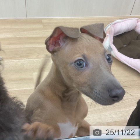 愛知県のイタリアングレーハウンド (ペットプラス 則武新町店/2025年9月14日生まれ/男の子/ブルーフォーン)の子犬の4枚目の画像