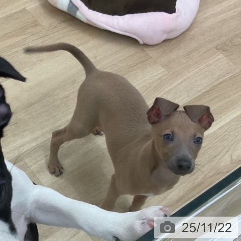 愛知県のイタリアングレーハウンド (ペットプラス 則武新町店/2025年9月14日生まれ/男の子/ブルーフォーン)の子犬の3枚目の画像