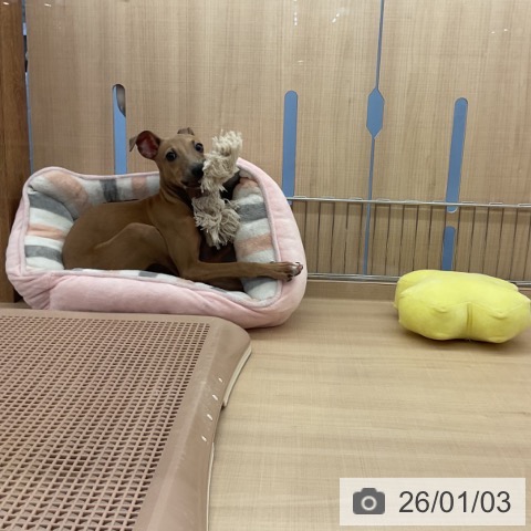 三重県のイタリアングレーハウンド (ペッツワン 桑名店/2025年9月14日生まれ/女の子/ブルーフォーンホワイトマーキングス)の子犬の3枚目の画像