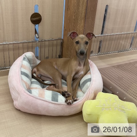 三重県のイタリアングレーハウンド (ペッツワン 桑名店/2025年9月14日生まれ/女の子/ブルーフォーンホワイトマーキングス)の子犬の4枚目の画像