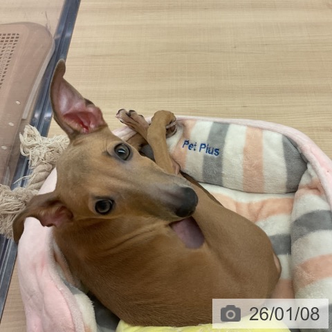 三重県のイタリアングレーハウンド (ペッツワン 桑名店/2025年9月14日生まれ/女の子/ブルーフォーンホワイトマーキングス)の子犬の3枚目の画像